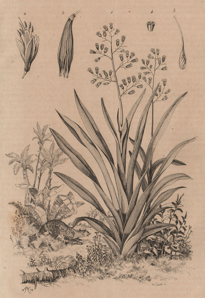 PLANTS. Phormion (New Zealand Flax) 1834 old antique vintage print picture